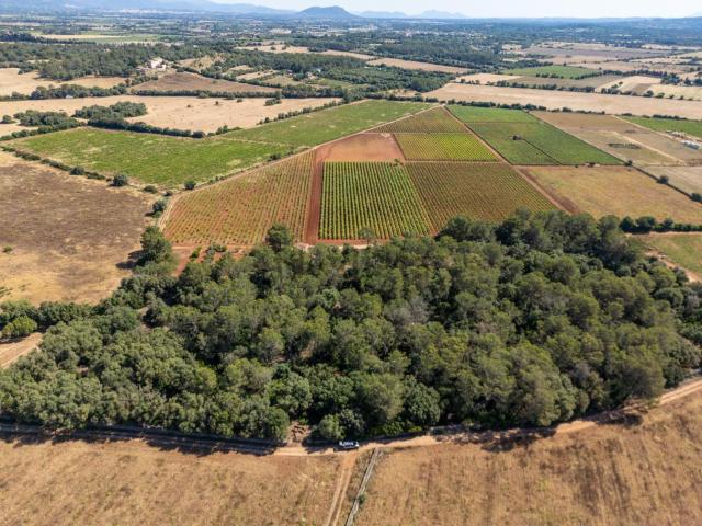 Terreno en venta en Pla de Mallorca, Baleares
