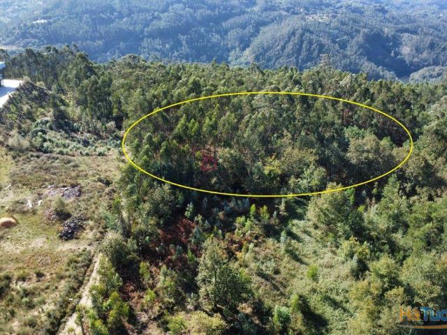 Terreno venda em Sever Do Vouga, Aveiro