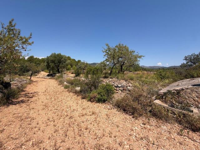 Terreno en venta en la Plana Alta, Valencia