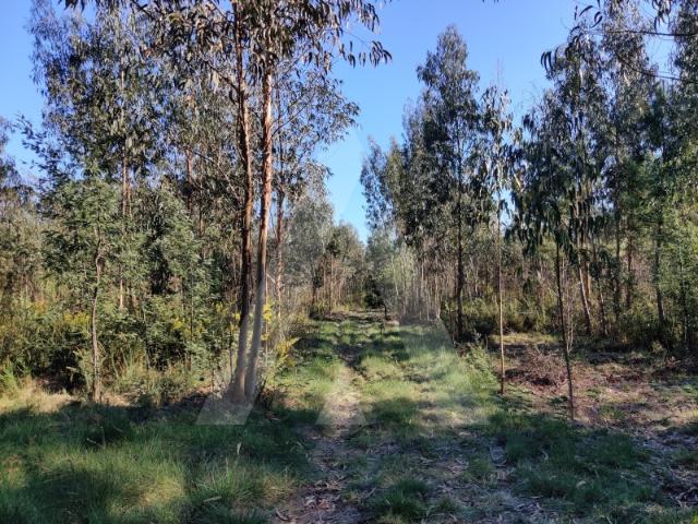 Terreno venda em Albergaria-a-velha, Aveiro