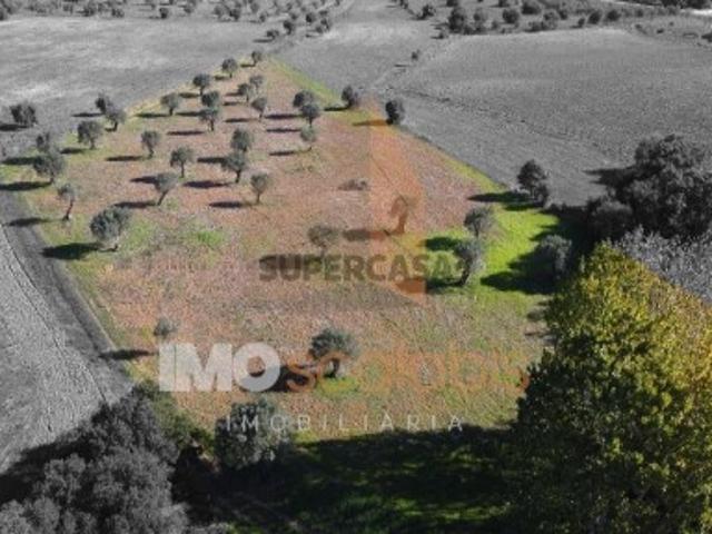 Terreno venda em Arneiro dos Borralhos, Santarém