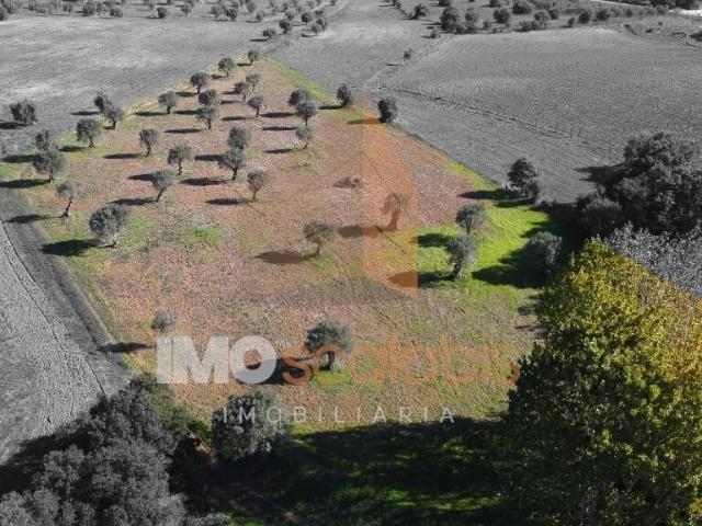 Terreno venda em Arneiro dos Borralhos, Santarém