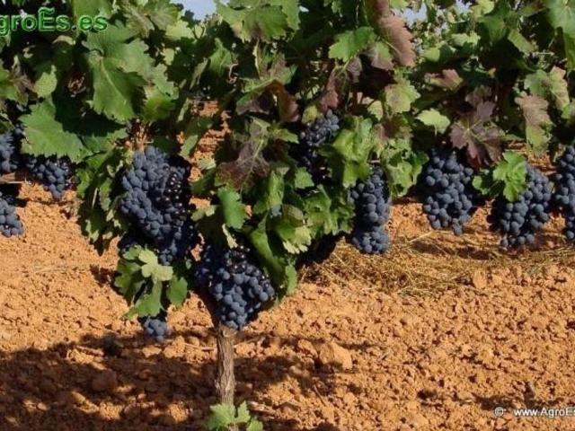 Terreno en venta en Alange