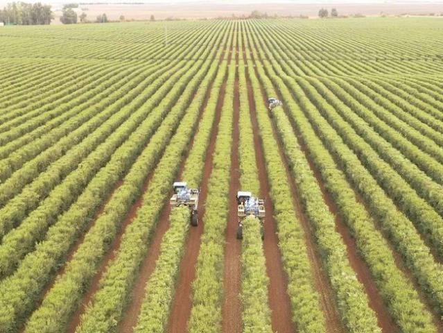 Terreno en venta en Calamonte, Extremadura