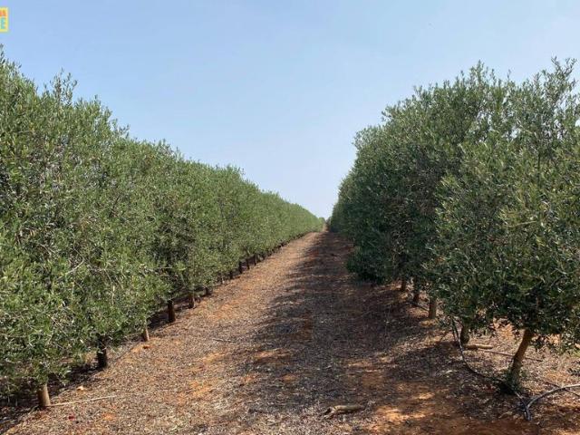 Terreno en venta en Villa Del Río, Andalucía