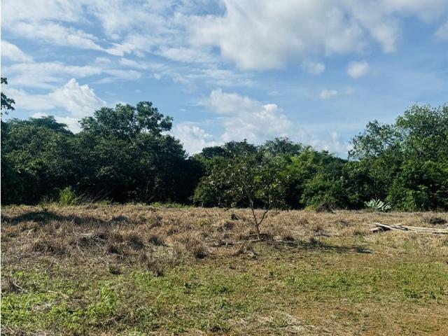 Terreno venta en David