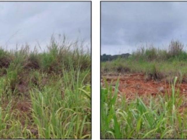 Terreno / Solar de 100000 m2 Pedregal, Panamá