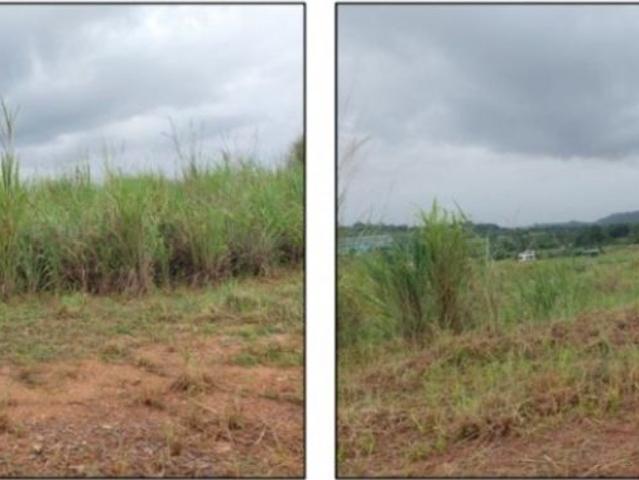 Terreno / Solar de 100000 m2 Pedregal, Panamá