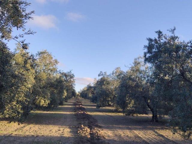 Terreno en venta en Montilla, Andalucía