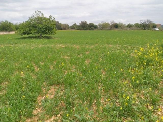 Terreno en venta en Santa Margalida, Pla de Mallorca