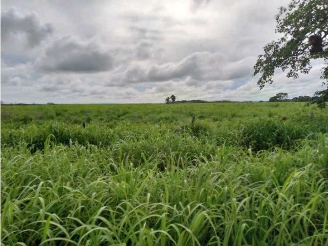 Terreno en venta en San José De Tiznados, Guárico