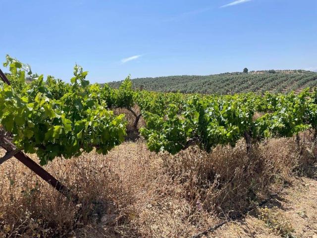 Terreno en venta en Antequera, Andalucía