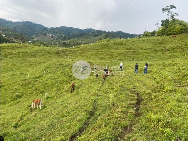 Lote en venta en Risaralda