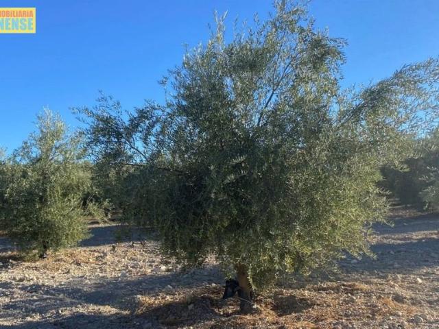 Terreno en venta en Aguilar De La Frontera, Andalucía