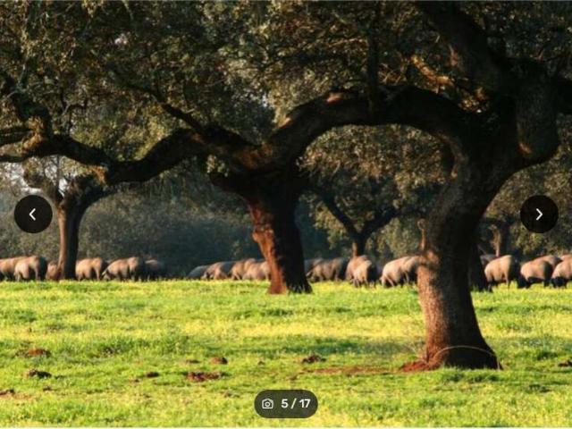 Terreno en venta en La Roca De La Sierra, Extremadura