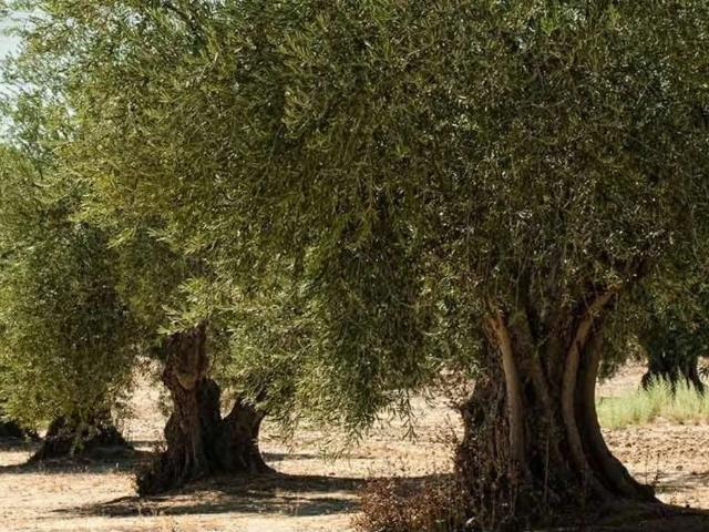 Terreno en venta en Casas De Don Pedro, Extremadura