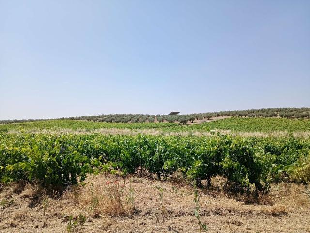 Terreno en venta en Zafra - Río Bodión, Extremadura