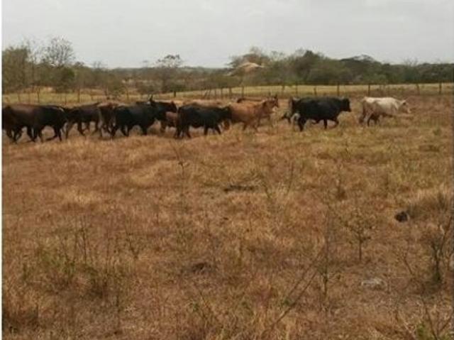 Terreno venta en Chepo, Panamá