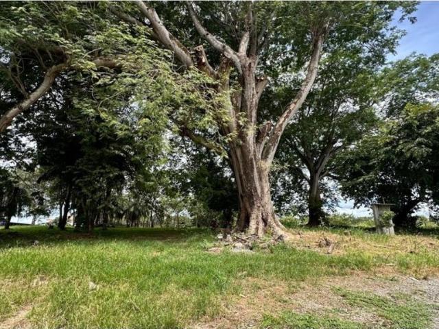 Terreno venta en David