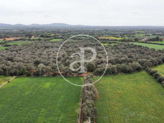 Terreno en venta en Son Mesquida, Migjorn