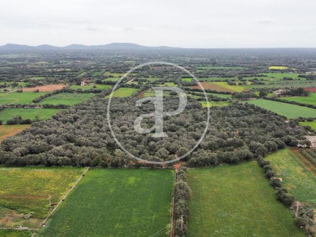 Terreno en venta en Son Mesquida, Migjorn