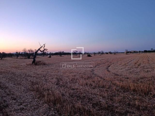 Terreno en venta en sa Ràpita, Migjorn