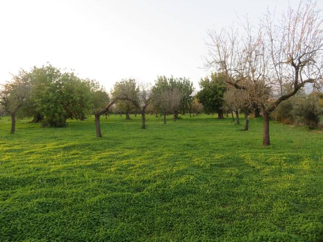 Terreno en venta en Selva, Camarata Terreno en venta en Selva, Camarata