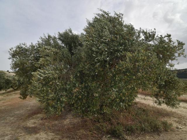 Terreno en venta en Comarca de Alhama, Andalucía