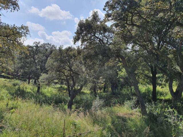 Terreno en venta en Torreguadiaro, Campo de Gibraltar