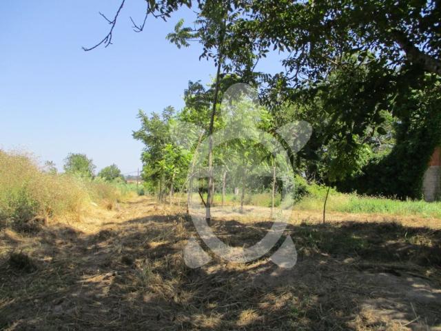 Terreno venda em Senhor das Almas, Soure
