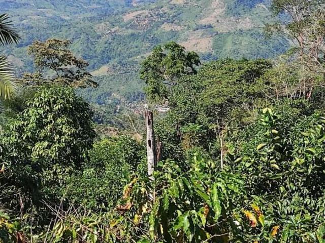 Terreno Soñado en la Selva Central – ¡Inversión con Vista a la Catarata Bayoz!