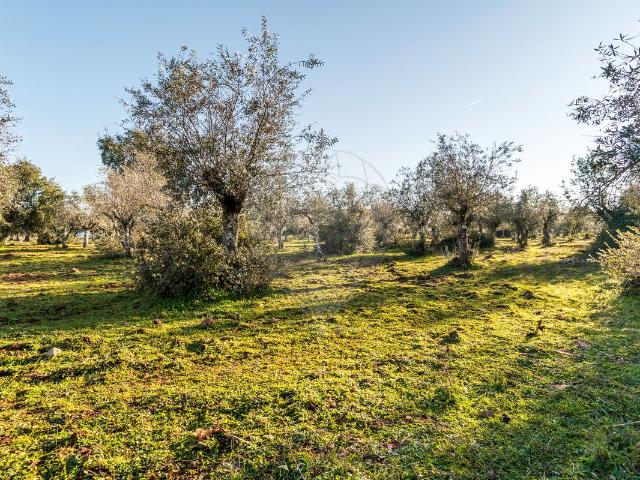 Terreno venda em Estremoz, Évora