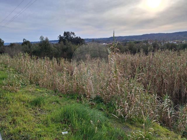 Terreno venda em Pombal, Pelariga