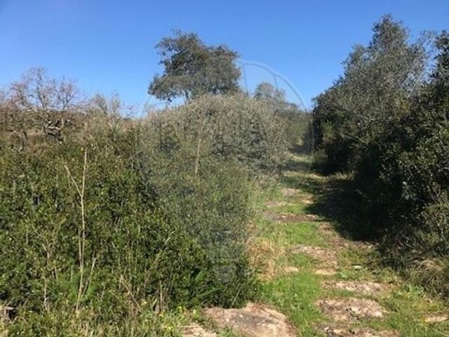 Terreno venda em Arruda Dos Vinhos, Arranhó de Baixo