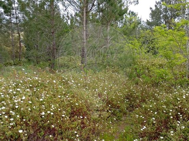 Terreno venda em Aldeia de Santo André, Santiago Do Cacém