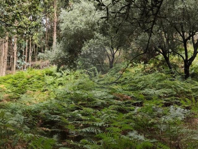 Terreno venda em Boalhosa, Viana Do Castelo