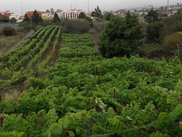 Terreno en venta en El Cantillo, Tacoronte