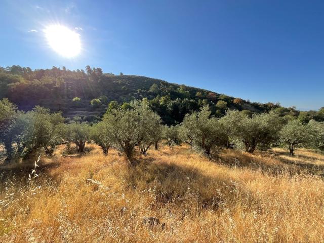 Terreno en venta en Talaveruela De La Vera, Extremadura