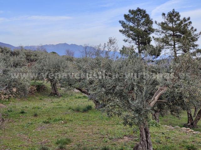 Terreno en venta en Talaveruela De La Vera, Extremadura