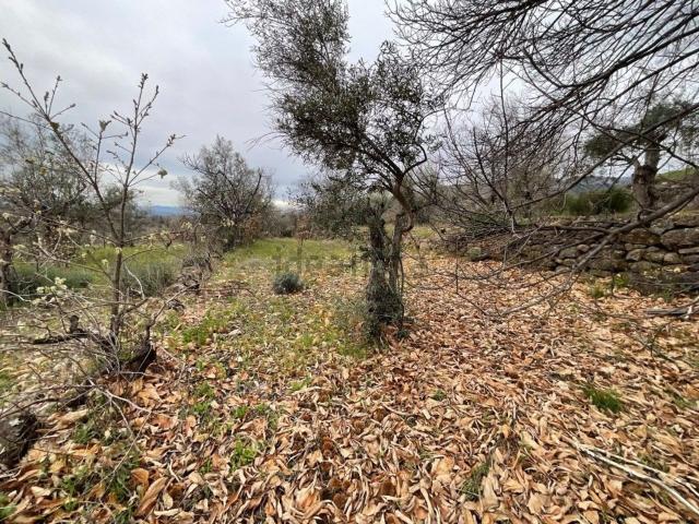 Terreno en venta en Talaveruela De La Vera, Extremadura