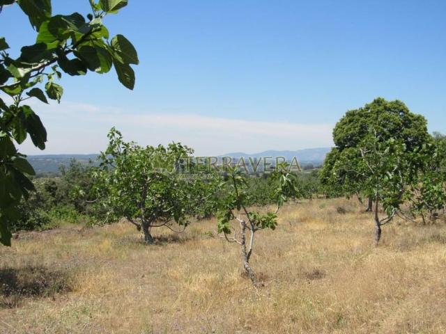 Terreno en venta en Talaveruela De La Vera, Extremadura