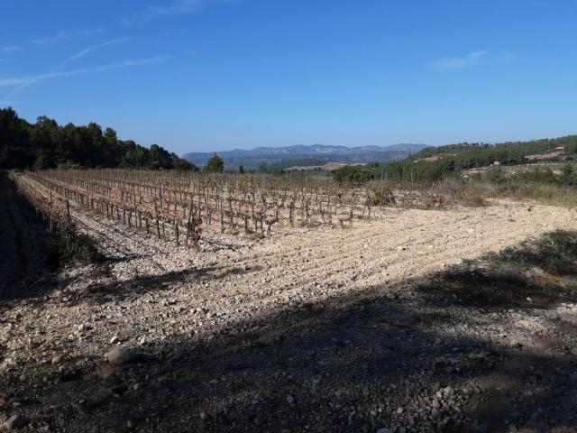 Terreno en venta en Tivissa, Tarragona