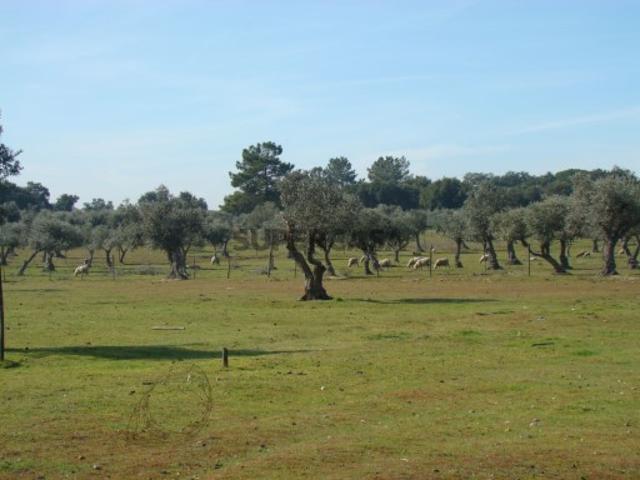 Terreno venda em Alcácer Do Sal, Setúbal