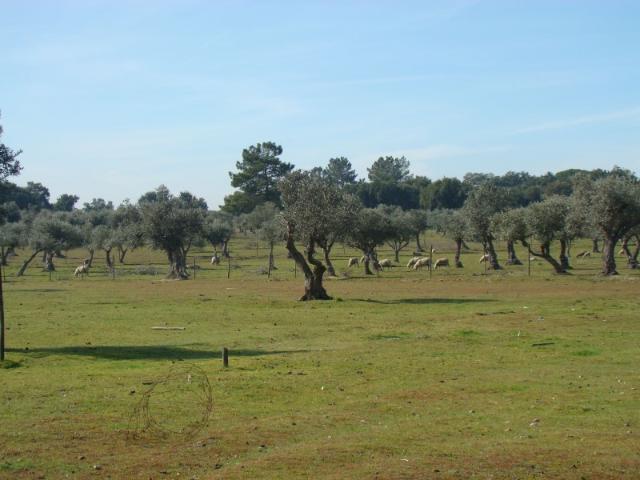 Terreno venda em Torrão, Torrão