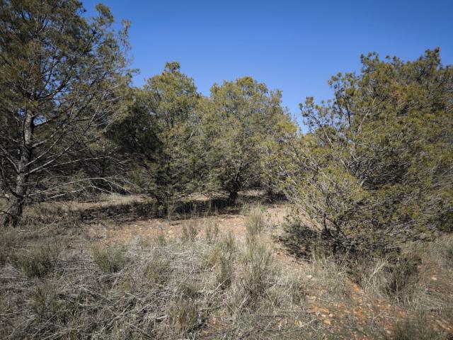 Terreno en venta en Torrenueva, Castilla-La Mancha