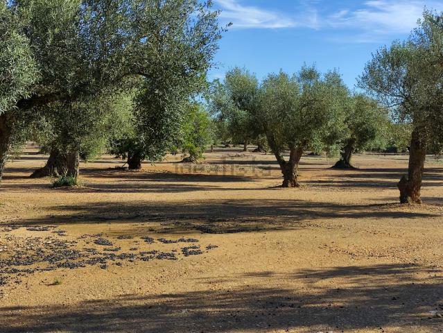 Terreno en venta en el Baix Maestrat, Valencia