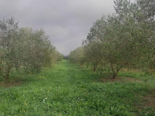 Terreno in vendita a Oriolo Romano, Lazio