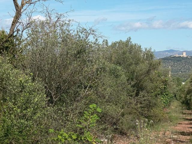 Terreno en venta en Montsià, Catalunya