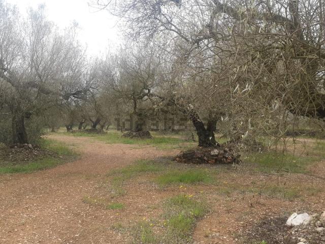 Terreno en venta en Montsià, Catalunya