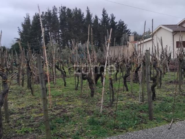 Terreno venda em Anadia, Aveiro